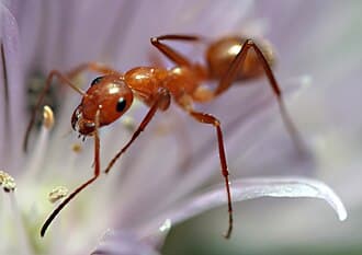 Ants reference photo