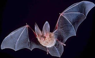 Bats reference photo