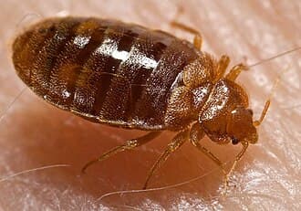 Bed bugs reference photo