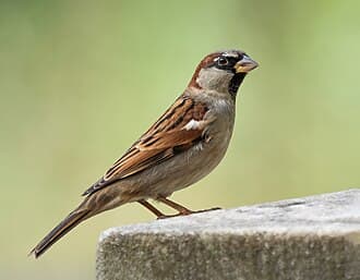 Birds and nesting issues reference photo