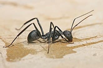 Carpenter ants reference photo