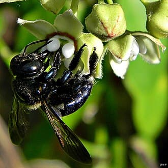 Carpenter bees reference photo