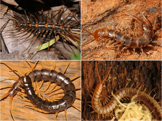 Centipedes and millipedes reference photo