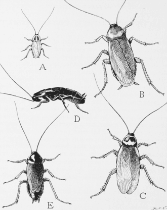 Cockroaches reference photo