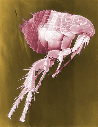 Fleas reference photo