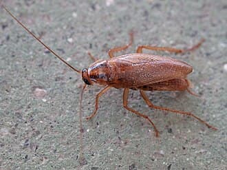 German cockroaches reference photo