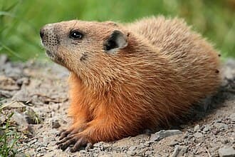 Groundhogs / woodchucks reference photo