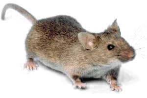 Mice reference photo