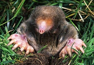 Moles and voles reference photo