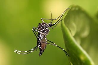 Mosquitoes reference photo
