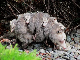 Opossums reference photo