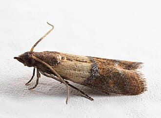 Pantry pests reference photo