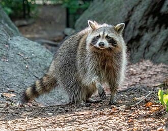 Raccoons reference photo