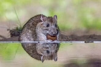 Rats reference photo