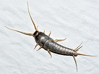 Silverfish, earwigs, and crickets reference photo