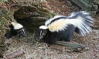 Skunks reference photo