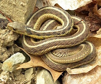 Snakes reference photo