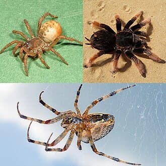Spiders reference photo