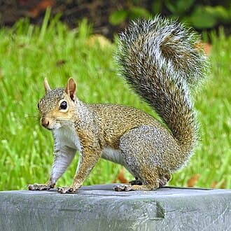 Squirrels and flying squirrels reference photo