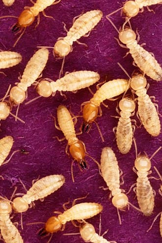 Termites reference photo