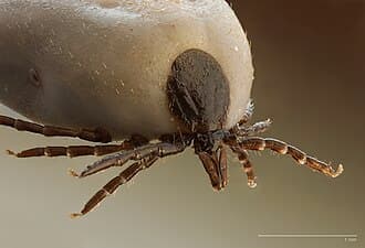 Ticks reference photo