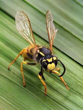 Wasps, hornets, and yellow jackets reference photo