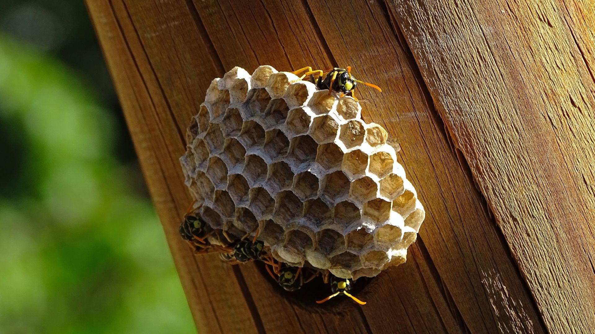 A close up of a beehive on a wooden fence