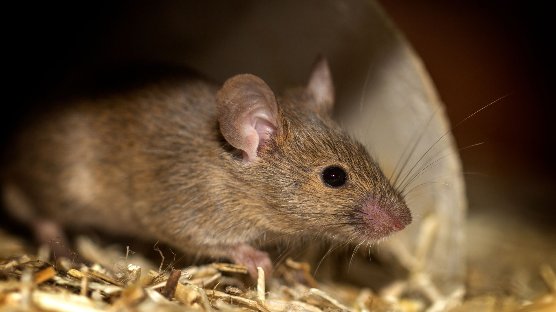 A brown mouse sitting on top of a pile of hay