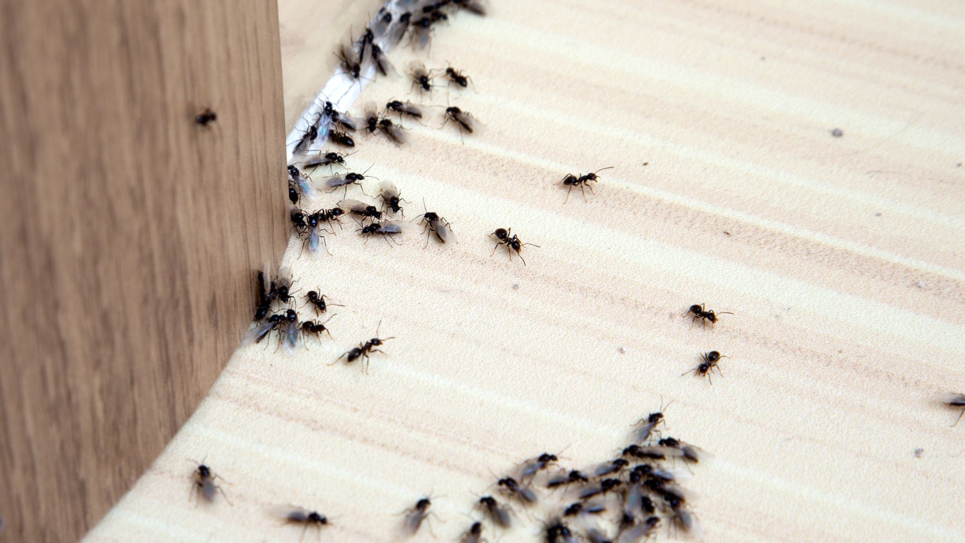 A group of bugs crawling on a wooden surface